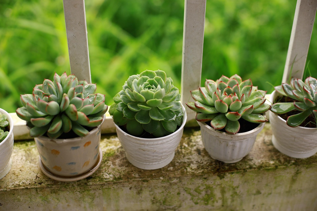Handen verzorgen balkonplanten met eenvoudige gereedschappen. Handen verzorgen balkonplanten met eenvoudige gereedschappen.